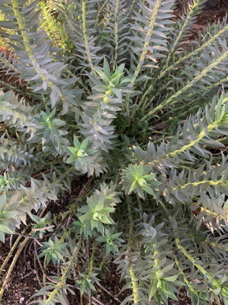 Feb 6 - Mystery Shrub. Feb 6 - Mystery Shrub.